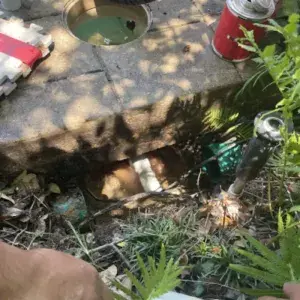 Underground yard and irrigation line leak detection in progress with utility locator and marking paint